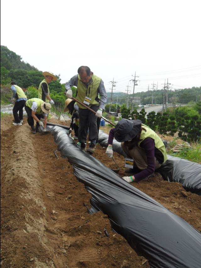 밭갈기7