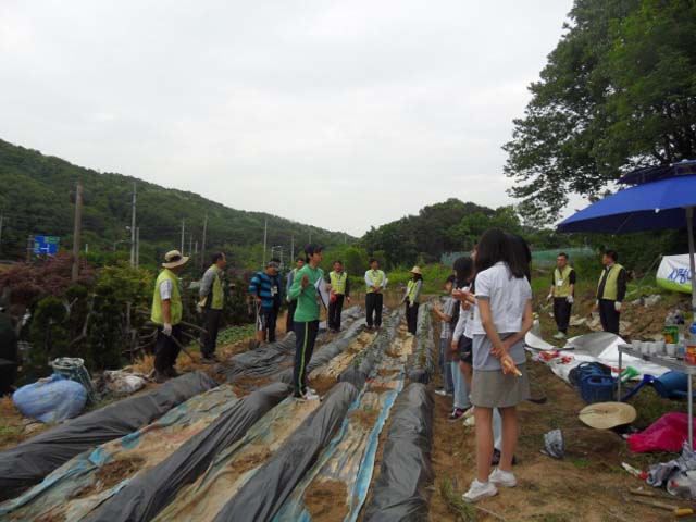 고구마설명2